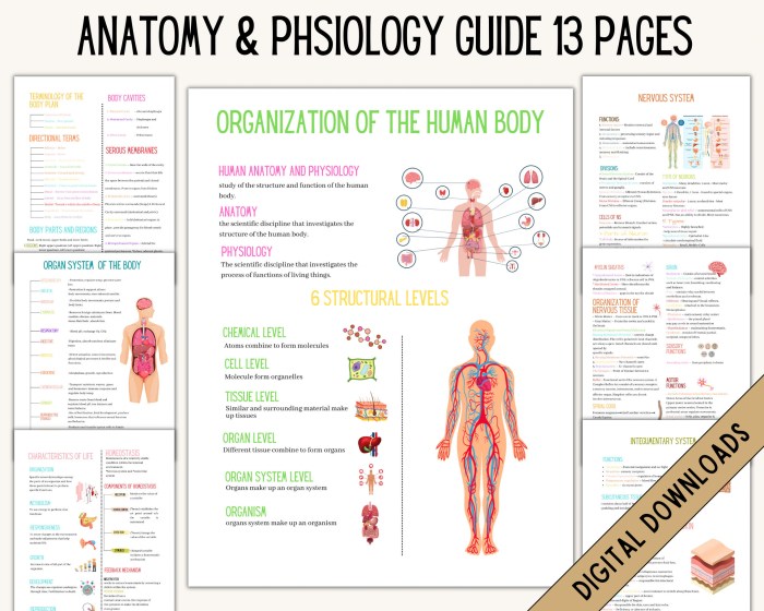 The anatomy good job interview