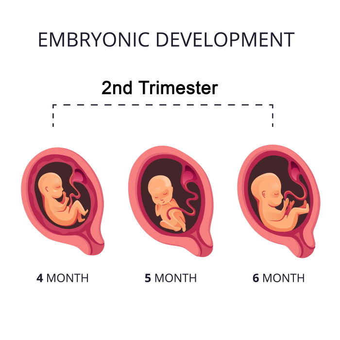 Stages of Pregnancy – Second Trimester - Cherokee Women's Health Indigestion during pregnancy symptoms causes and tips