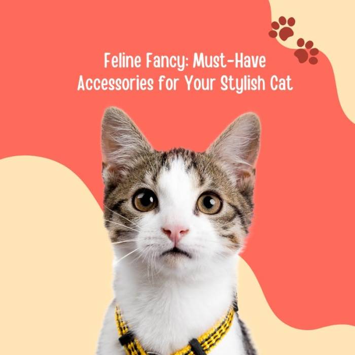 Unique Cat Accessories That Will Make Your Cat’s Life Even More Fun ... 10 pet accessories to make your cat happy and love you more