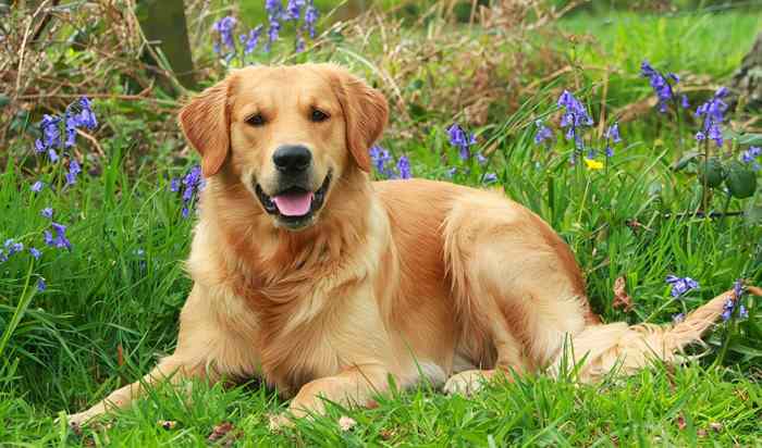 Golden Retriever - Razas de Perros The golden rules persuasive essay writing