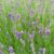 For Busy People The Complete Lavender Oil Guide