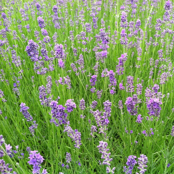For busy people the complete guide using lavender oil