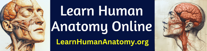 The anatomy good job interview
