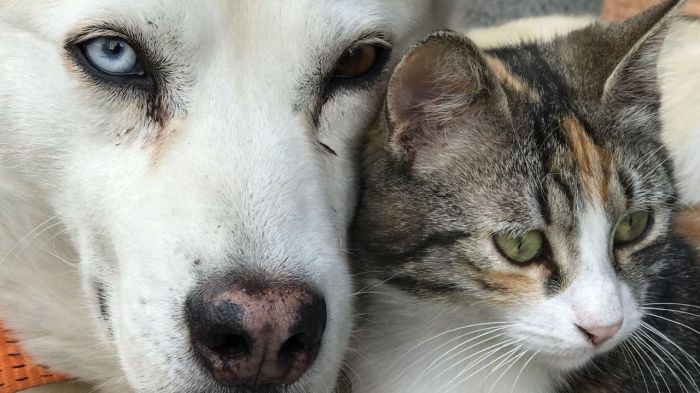 Pros and Cons of having a Pet - Sincere Pros and Cons The pros and cons getting pet