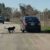 Why Chasing Money Is Worse Than Dogs Chasing Cars