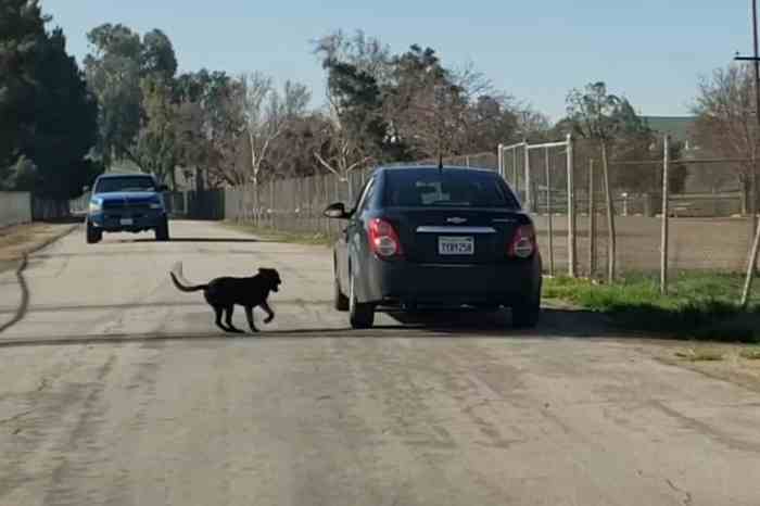 Why chasing money is worse than dogs chasing cars