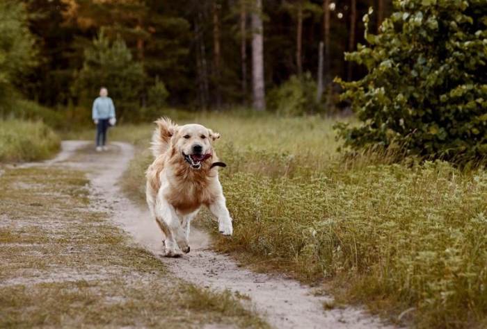 Simple Ways to Stop A Dog From Chasing Cars - Our Dog Breeds Why chasing money is worse than dogs chasing cars