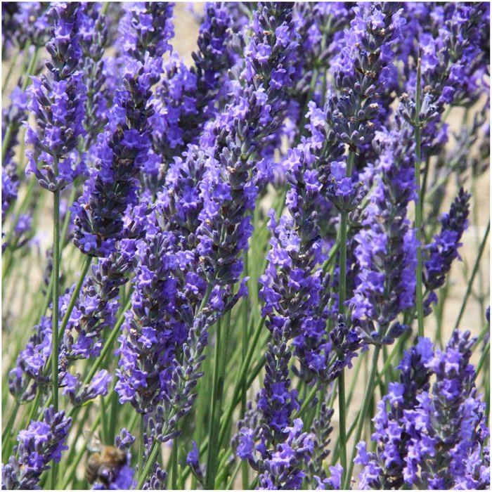 Free Lavender Wallpapers - Wallpaper Cave For busy people the complete guide using lavender oil