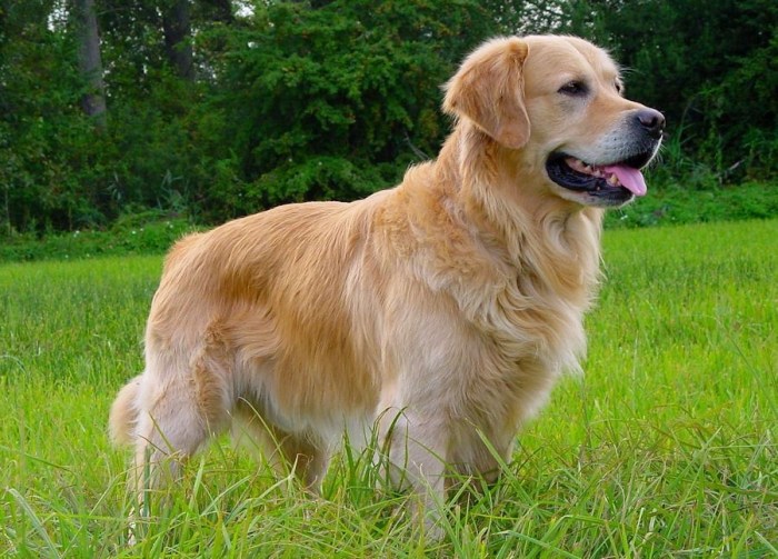 Le golden retriever - fiche santé - Aquivet Clinique Vétérinaire The golden rules persuasive essay writing