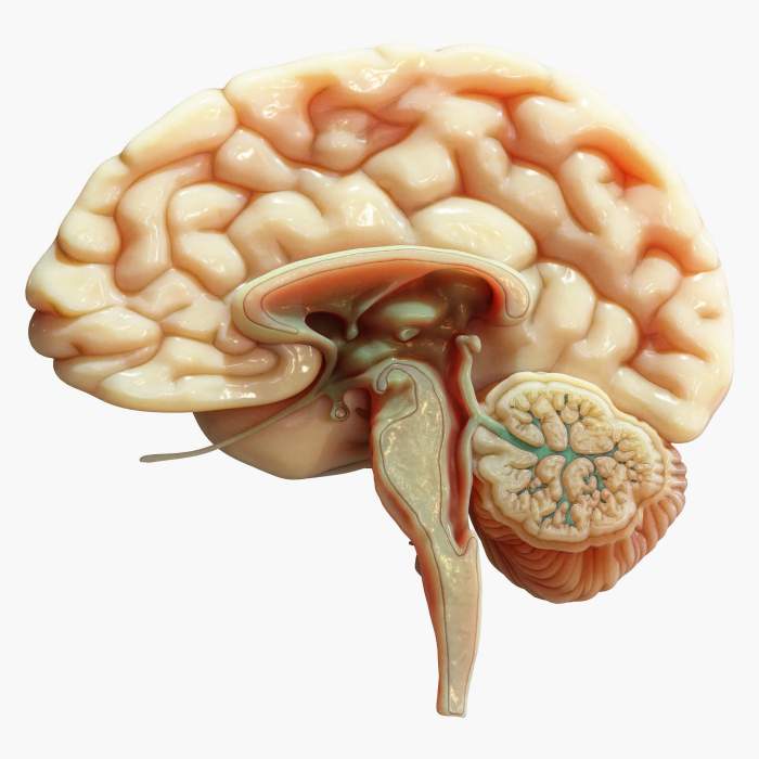 Human Brain Cross Section Anatomy - 3D Model by zames1992d Reward system in brain
