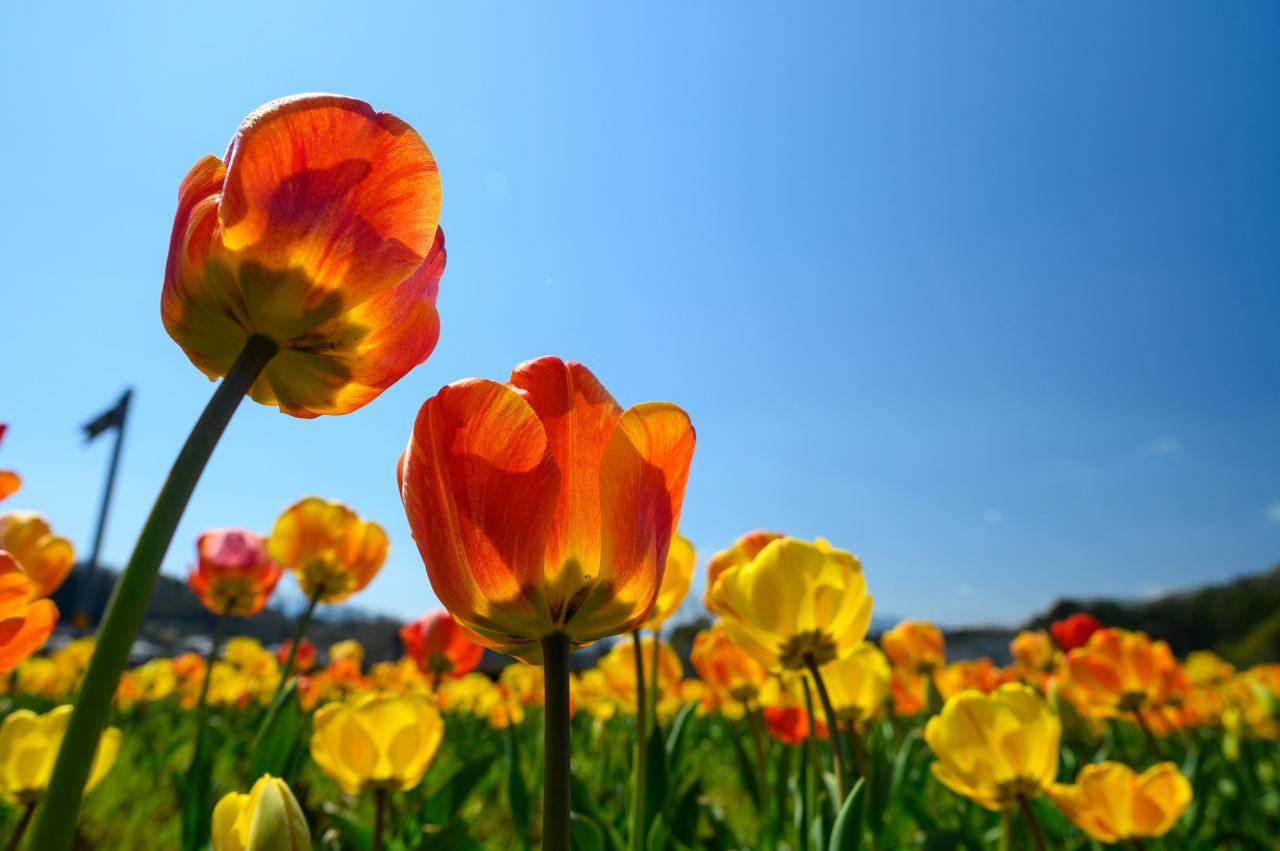 Spring Has Sprung - BeadFX Spring picnic ideas 15 healthy picnic recipes