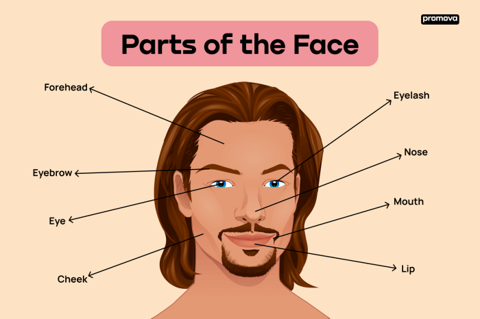 Identify Parts Of Pictures Diagrams And Photographs First Ca Face adversity with a smile