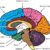 Reward System in Brain Unveiling the Secrets