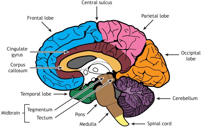 Reward system in brain