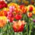 Spring Picnic Ideas 15 Healthy Recipes