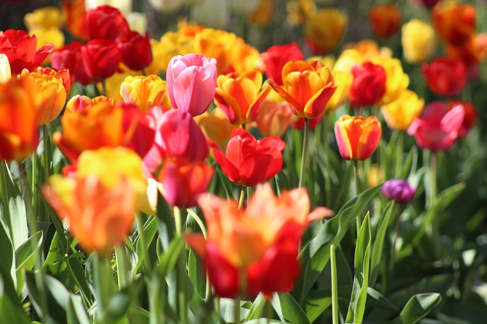 Spring picnic ideas 15 healthy picnic recipes