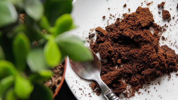 10 amazing ways use coffee grounds you didnt know about