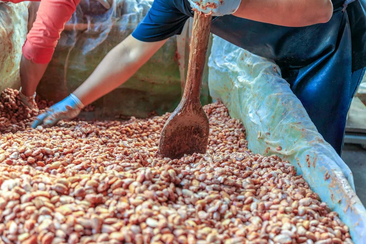 Barry Callebaut Slashes Operating Profit Forecast Amid Iran War Disruptions and Cocoa Market Overcapacity, Signaling Industry-Wide Turbulence