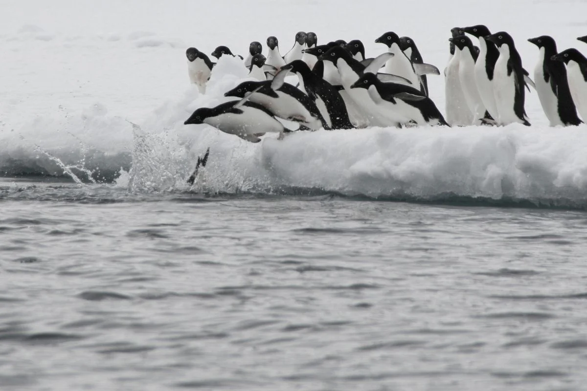 Strait of Hormuz Reopening Ignites Oil Market Volatility Amidst Geopolitical Tensions and Shipping Industry Caution